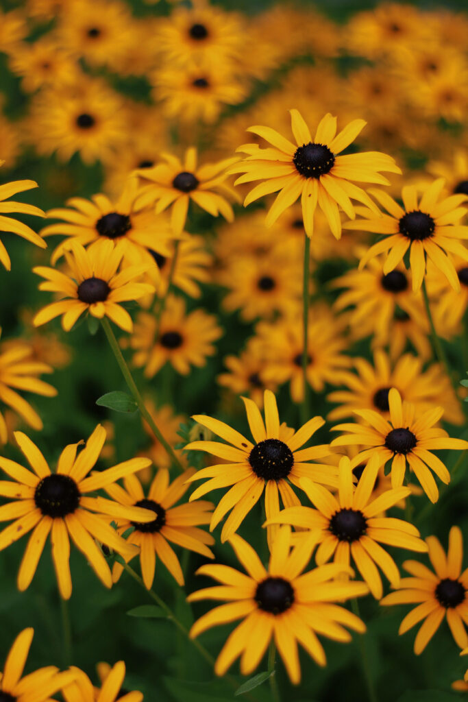Cheerful Yellow Flower Field Wallpaper - Lively Phone Background