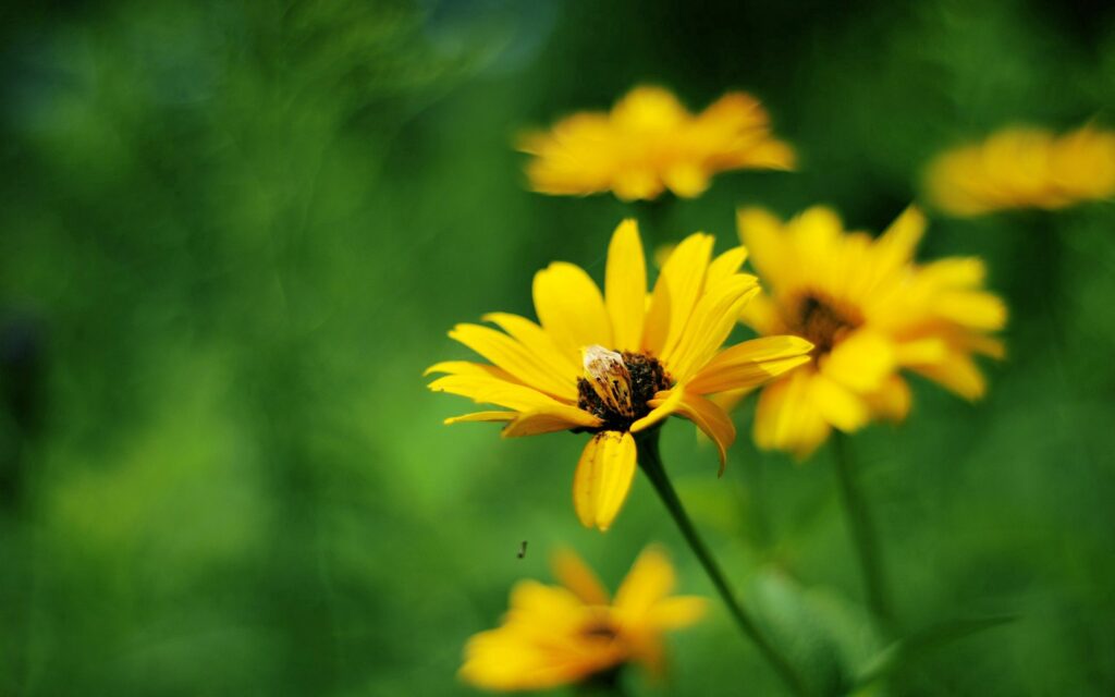 Bright Yellow Flower Wallpaper - Lush Green Field Background