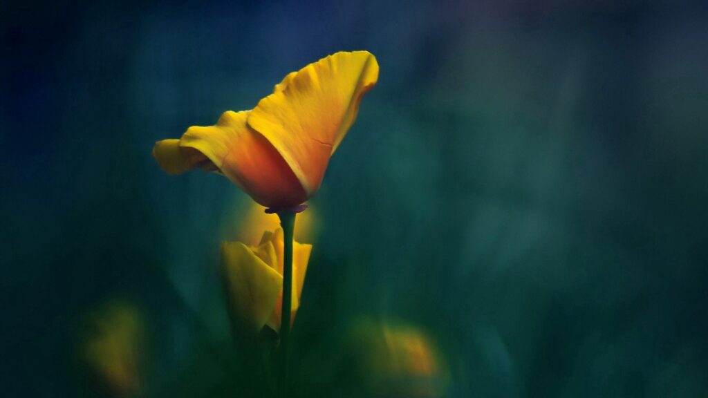 Vibrant Yellow Flower Wallpaper: Serene Dark Green Background