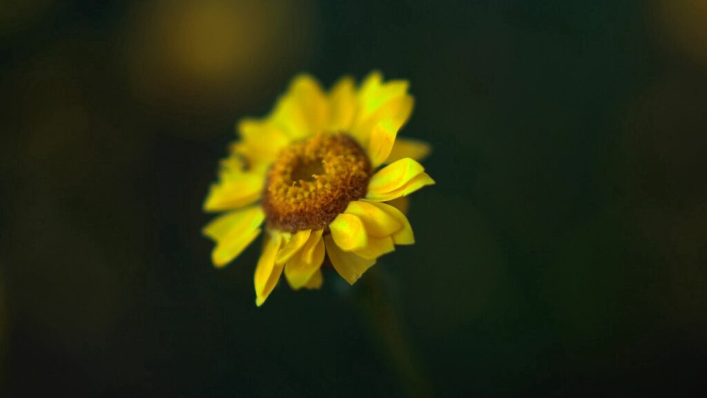 Vibrant Yellow Flower Wallpaper with Soft Blur Background