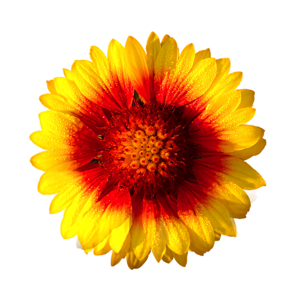 Bold Sun-Kissed Flower Wallpaper: Vibrant Yellow & Red Background