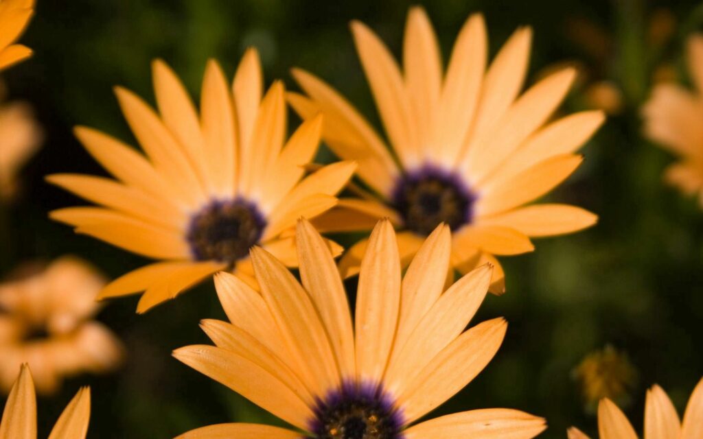 Vibrant Yellow Flowers with Dark Center - Blurred Natural Background Wallpaper