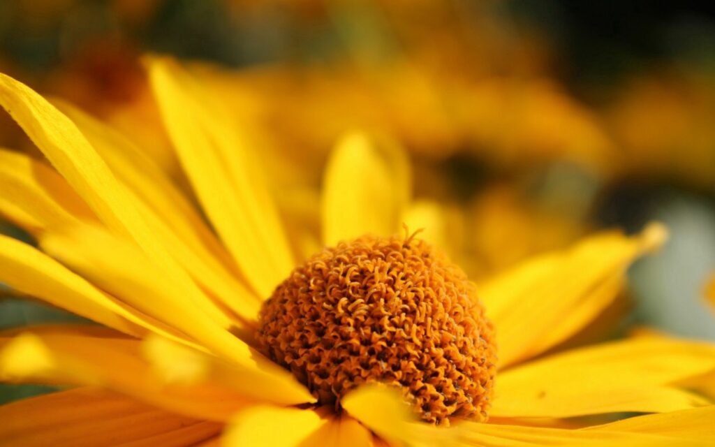 Vibrant Yellow Flower Wallpaper with Detailed Petals & Soft Blur