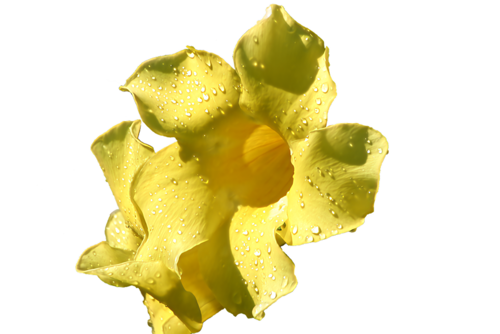 Vibrant Yellow Flower with Water Droplets - Lively Background Image Wallpaper