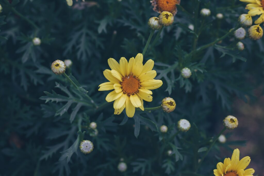 Vibrant Yellow Flower Wallpaper with Soft-Focus Greenery Background