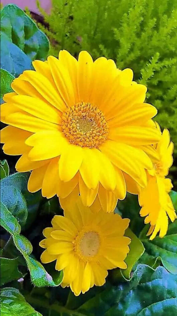 Vibrant Yellow Flowers on Lush Green Background - Cheerful Wallpaper