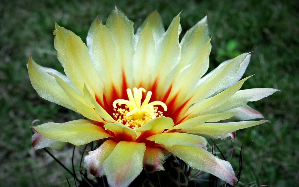 Vibrant Yellow Flower Wallpaper with Red Spots and Lush Background