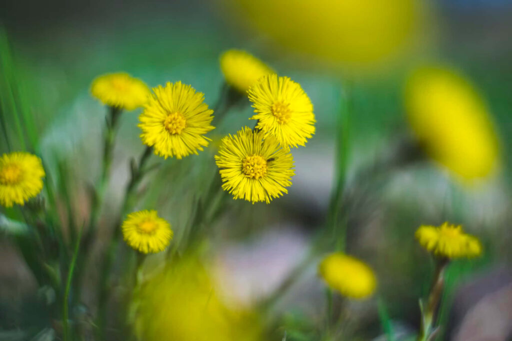 Vibrant Yellow Flowers on Soft Green Background - Serene Wallpaper