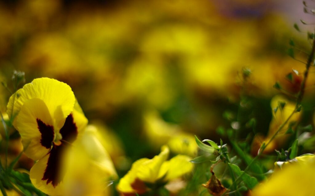 Vibrant Yellow Flower Wallpaper with Soft Green Foliage Background