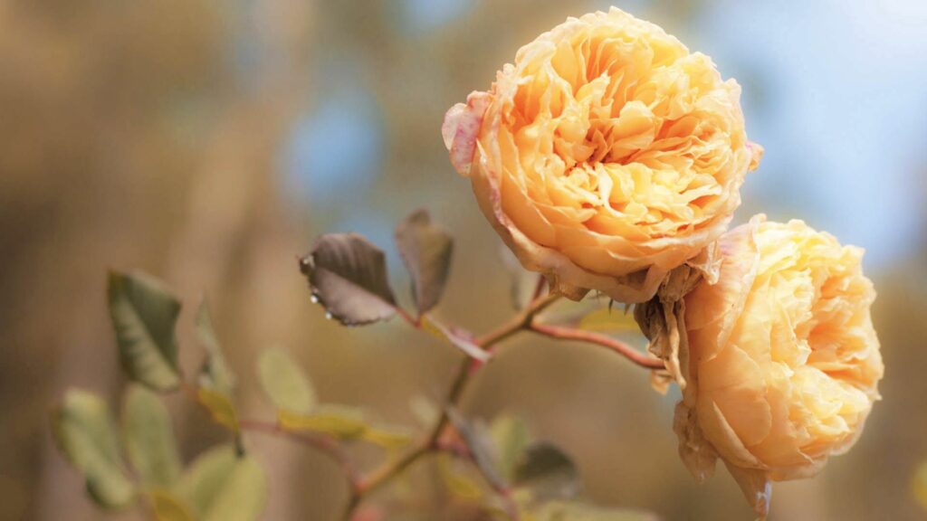 Vibrant Yellow Flower Wallpaper for Fresh Desktop Background