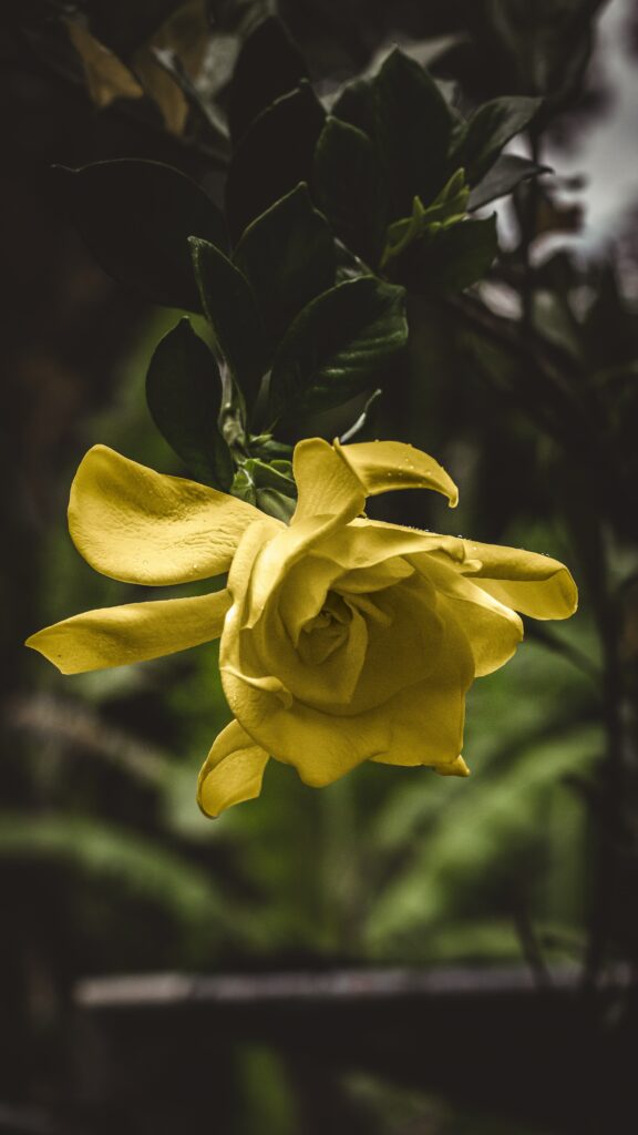 Vibrant Yellow Flower Close-Up: Intricate Petals Wallpaper Background