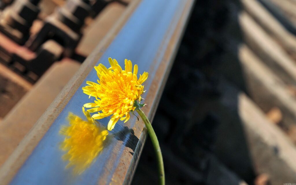 Vibrant Yellow Flower on Reflective Steel - Wallpaper Background