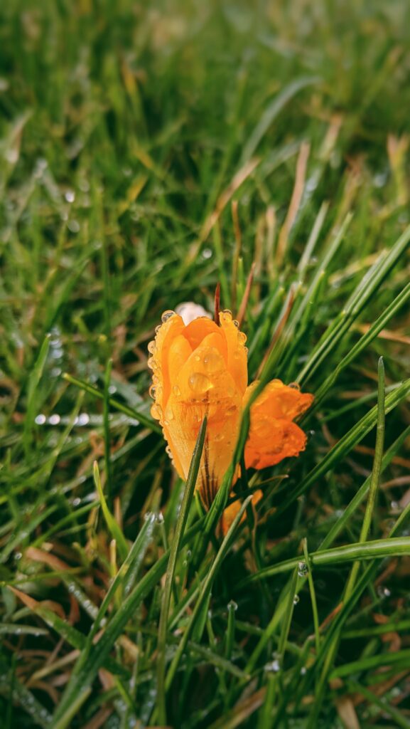 Vibrant Yellow Flower with Dewdrops: Soft Blurred Grass Wallpaper