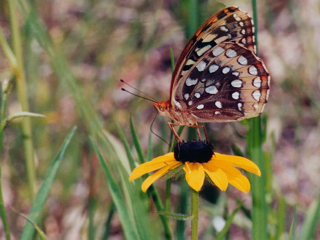 Fritillary Butterfly on Yellow Flower - Vibrant Nature Wallpaper