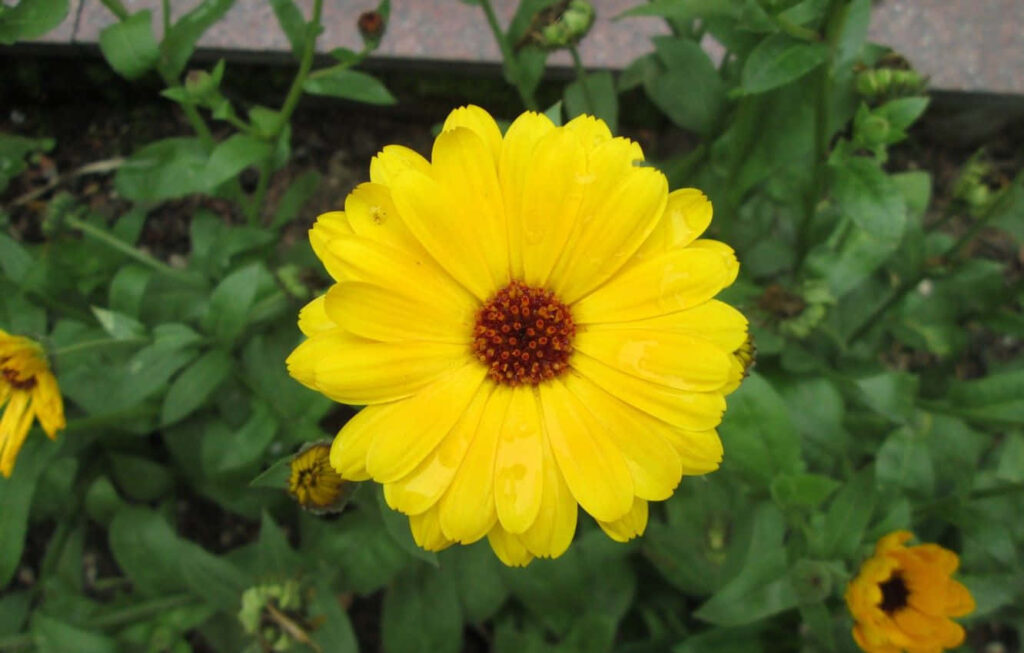 Vibrant Yellow Flower with Maroon Center on Lush Green Wallpaper