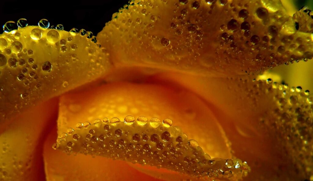 Close-Up of Vibrant Yellow Flower with Water Droplets Wallpaper