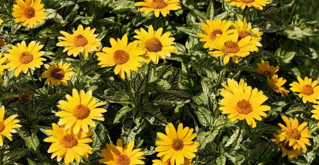 Sunny Yellow Flowerbed Wallpaper with Lush Green Background