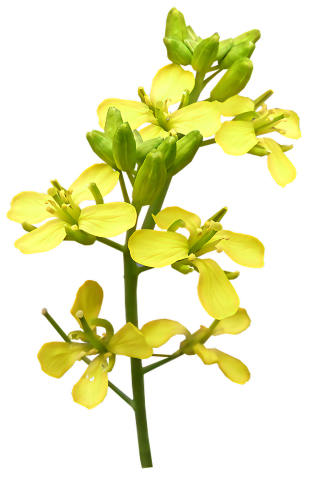 Vibrant Yellow Flowering Branch Wallpaper - Versatile Background Design