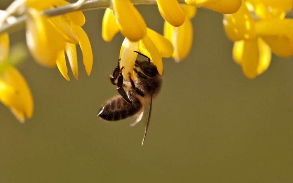 Stunning Wallpaper: Bee on Vibrant Yellow Flowers Against Green Blurs