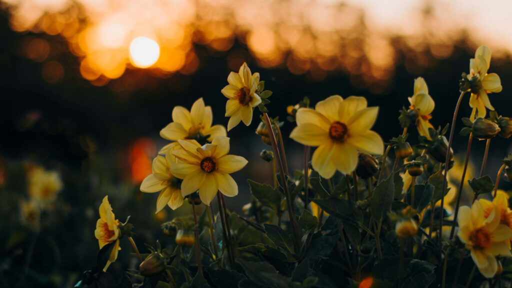 Vibrant Yellow Flower Wallpaper: Dramatic Sunset Background