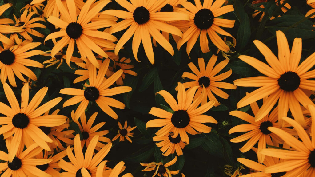 Sunny Yellow Flower Desktop Wallpaper with Lush Green Background