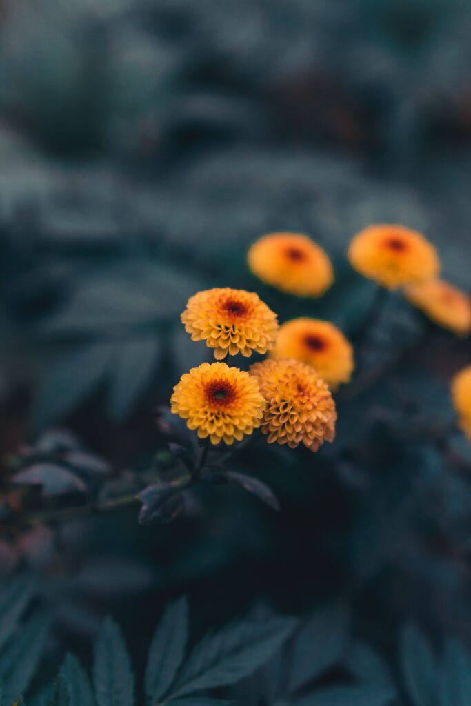 Vibrant Yellow Flowers on Dark Background - Close-Up Wallpaper