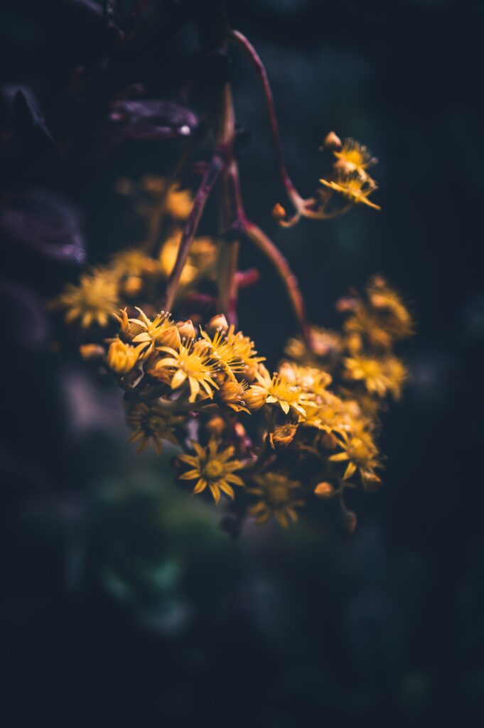 Vibrant Yellow Flower Macro Wallpaper with Dark Background
