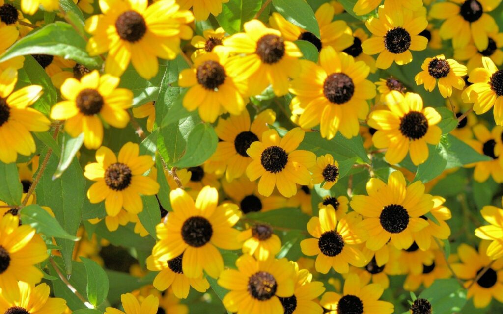 Vibrant Yellow Flower Wallpaper with Lush Green Leaves Background