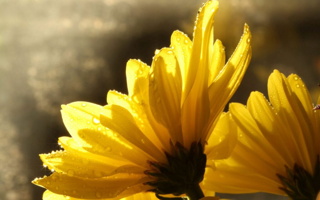 Vibrant Yellow Flowers with Dewdrops: Soft Sunlight Wallpaper