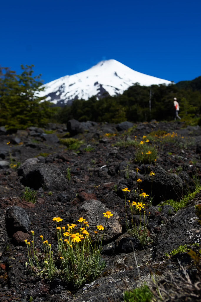 Vibrant yellow flowers among dark stones with snow-capped mountain and deep blue sky background Wallpaper