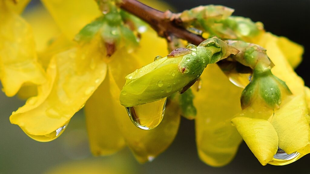 Spring Wallpaper: Close-Up of Vibrant Yellow Forsythia with Water Droplets