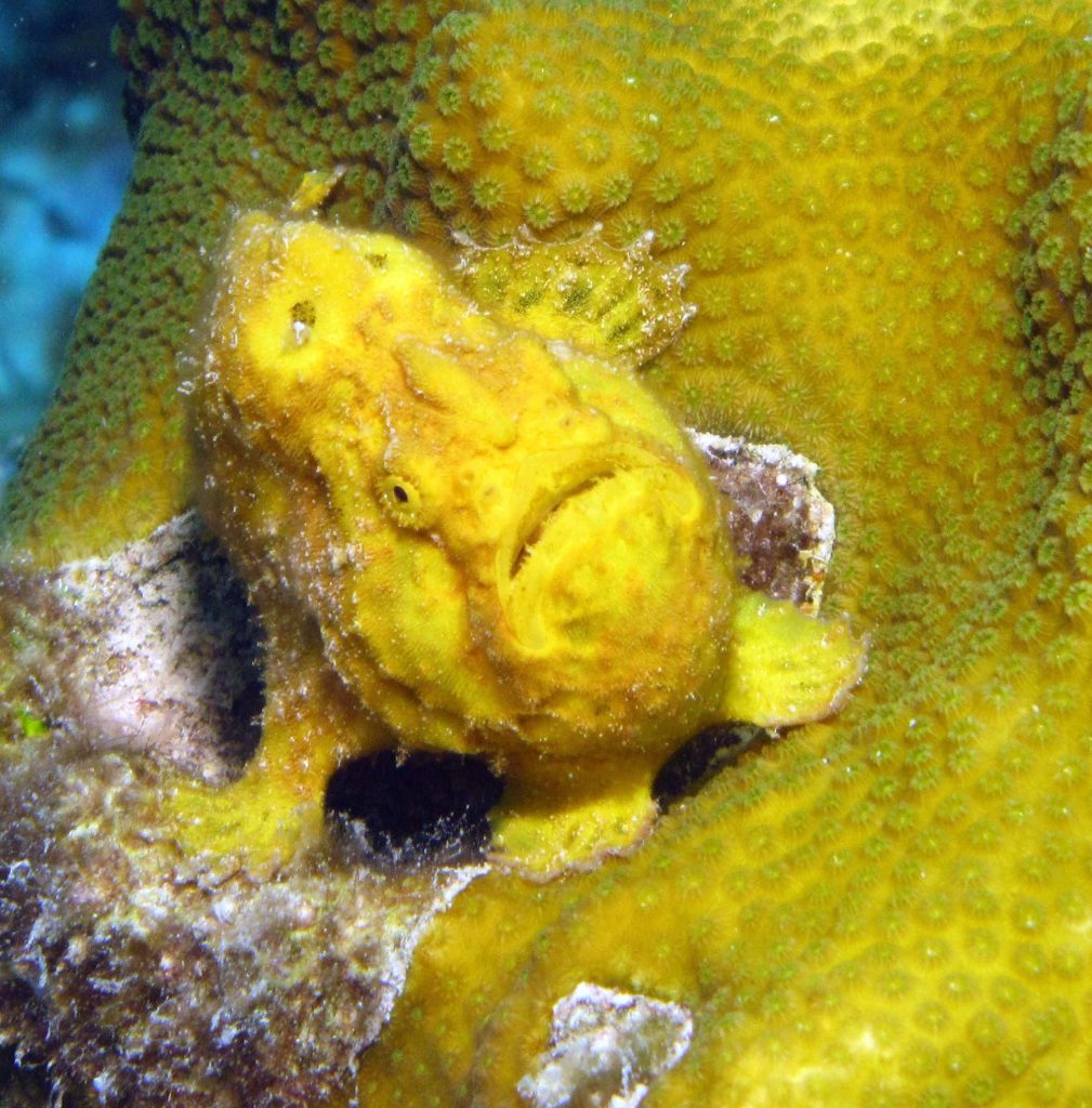 Yellow frogfish camouflaged on textured coral reef showcasing marine disguise and camouflage art Wallpaper