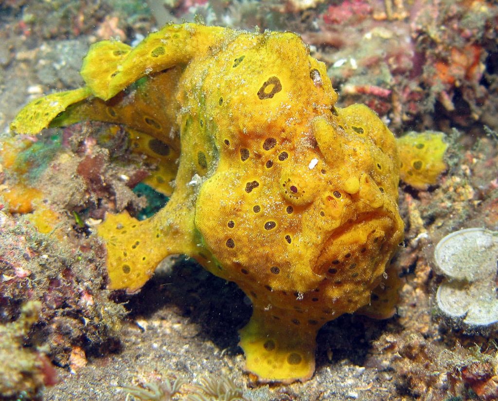 Macro photo of vibrant yellow frogfish camouflaged on textured rocky reef underwater background Wallpaper