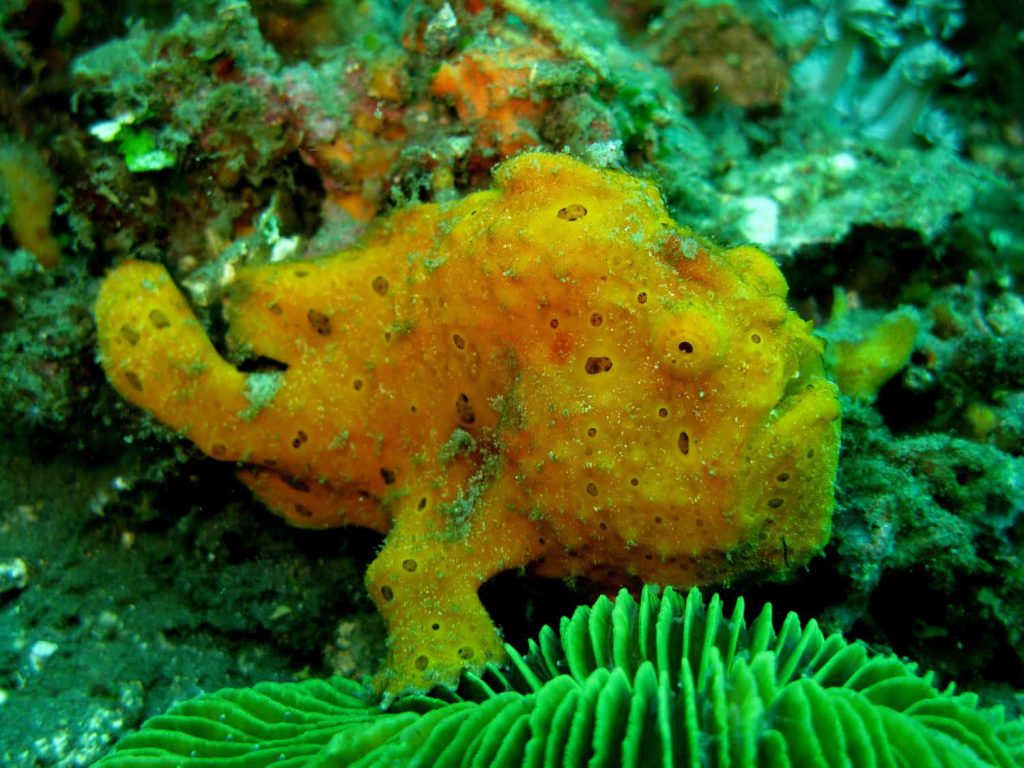 Vibrant yellow frogfish resting on textured green reef underwater macro nature wallpaper background
