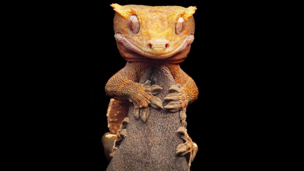 Vibrant yellow gecko on textured branch with deep black background showcasing detailed features Wallpaper