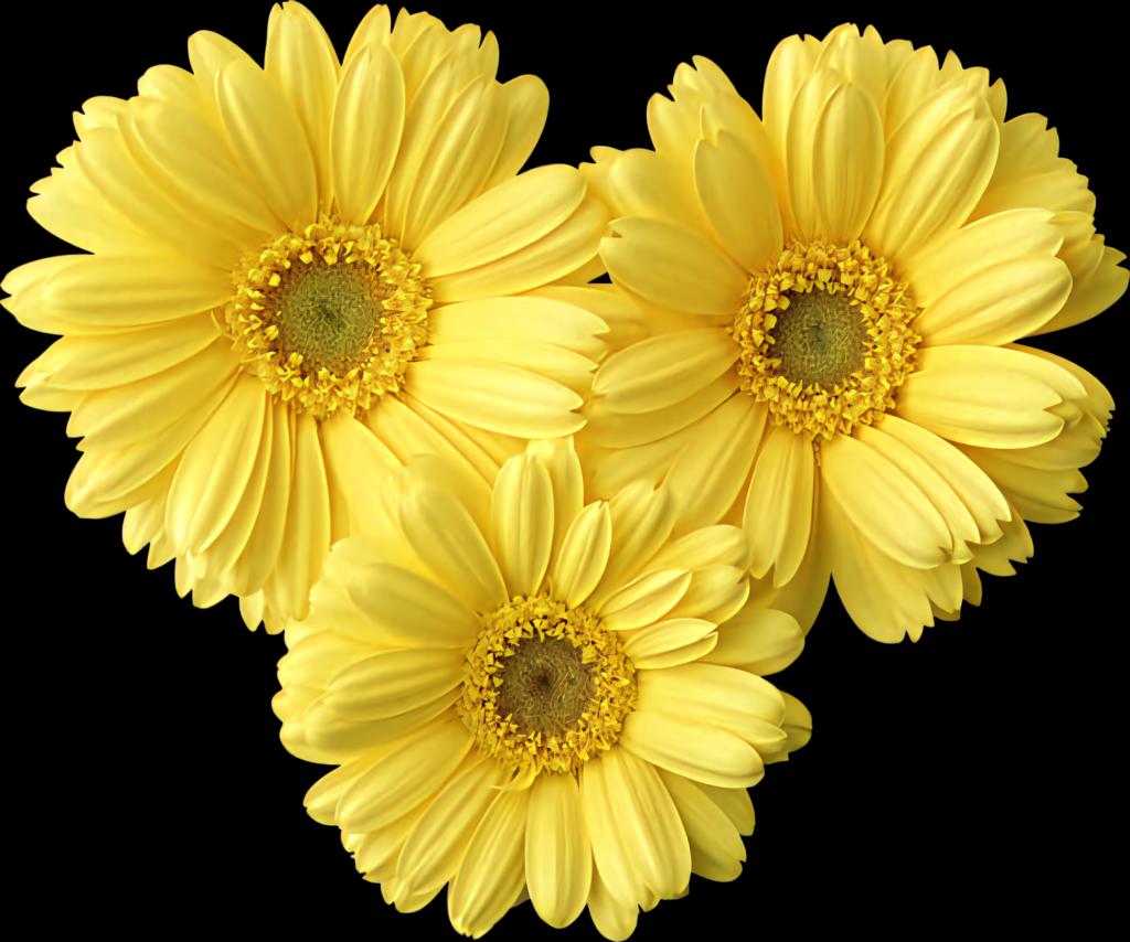 Vibrant Yellow Gerbera Daisies: A Fresh and Cheerful Display Wallpaper