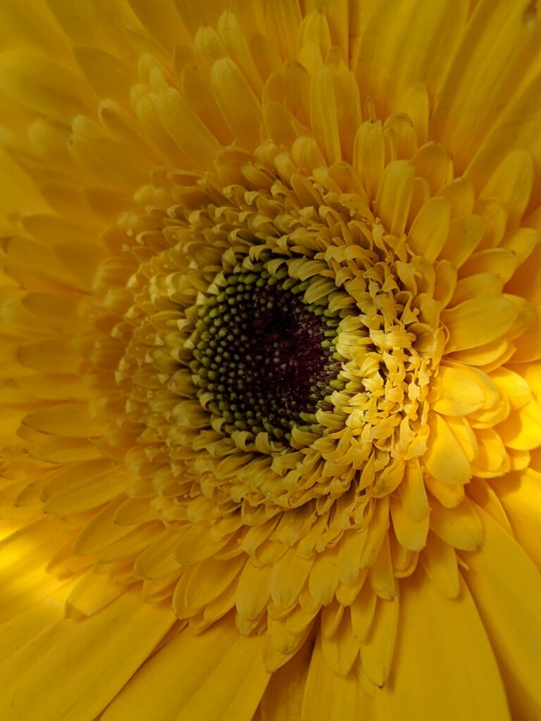 Stunning Macro Yellow Gerbera Flower Wallpaper Background