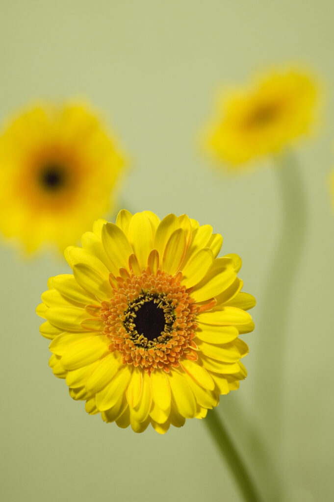 Vibrant Yellow Gerbera Flower Close-Up Wallpaper