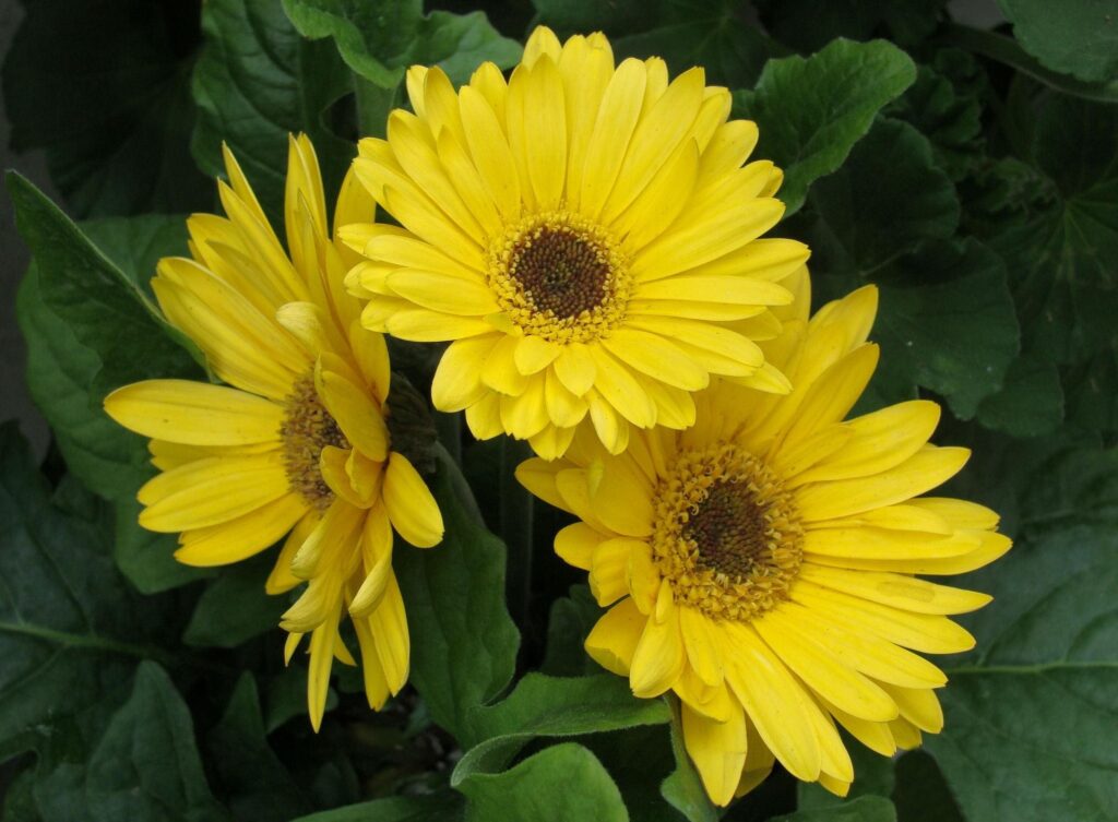 Vibrant Yellow Gerbera Flowers & Lush Green Leaves Background Wallpaper