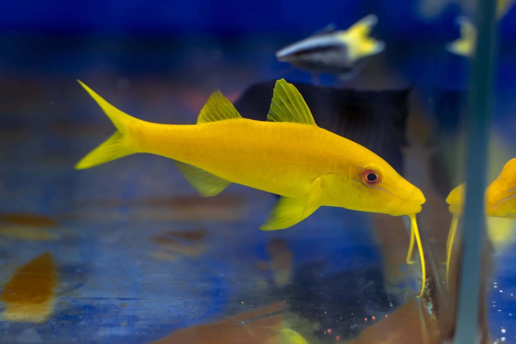 Vibrant Yellow Goatfish with long barbels in deep blue aquarium wallpaper background detailed