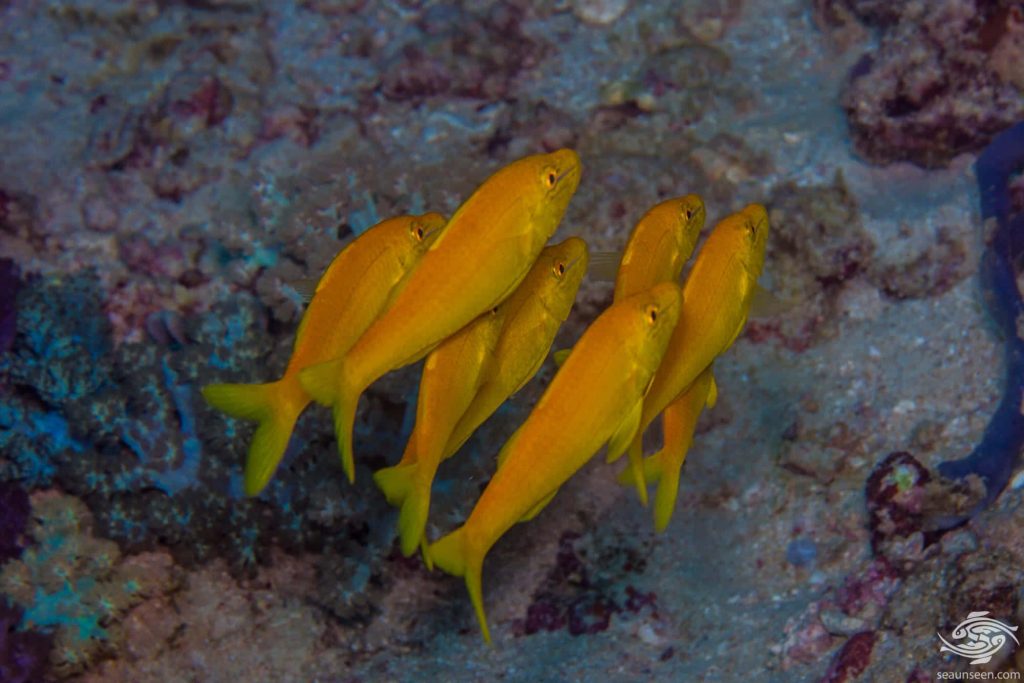 School of bright Yellow Goatfish swimming over textured sandy seabed underwater vibrant marine wallpaper