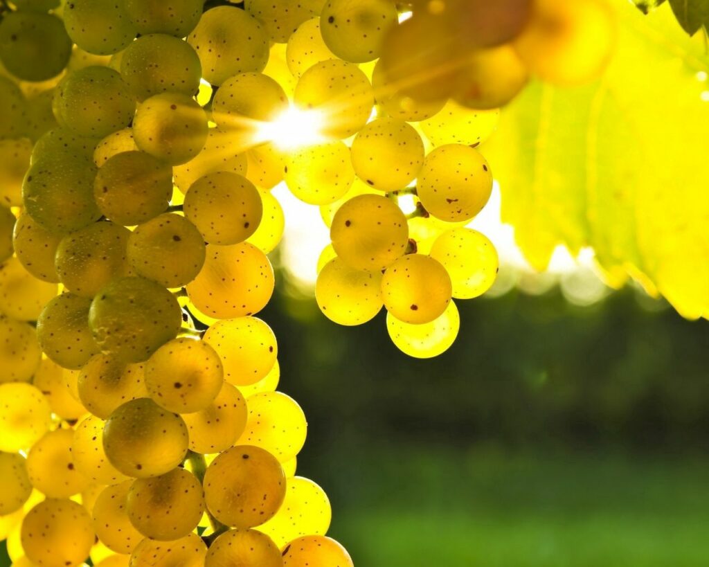 Vibrant Yellow Grapes Wallpaper: Sunlit Freshness & Greenery