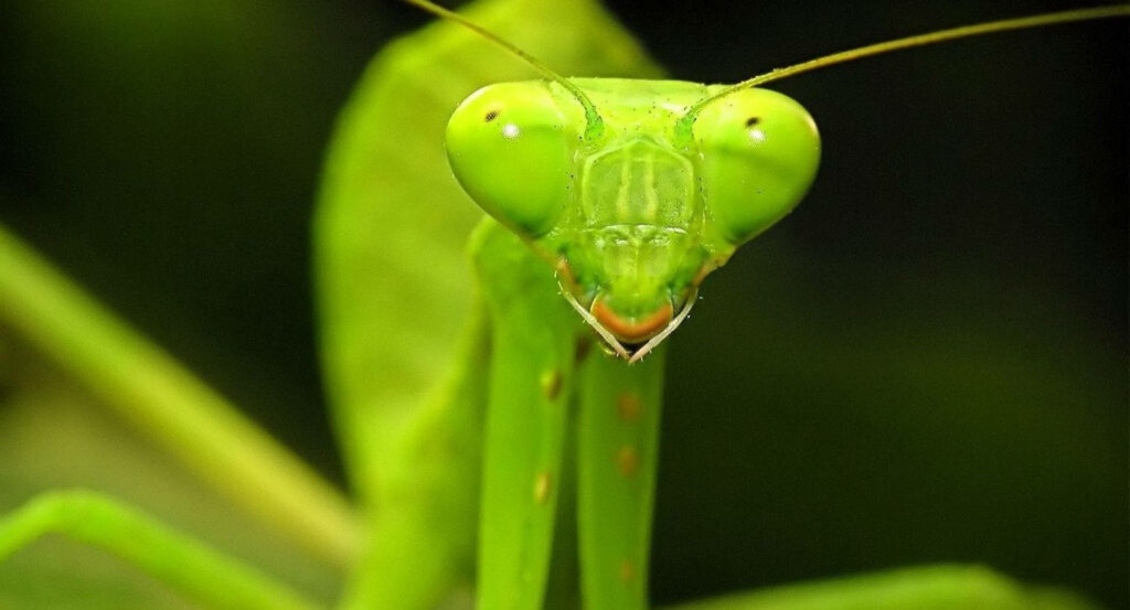 Vibrant Yellow-Green Praying Mantis Macro Wallpaper on Blurred Green