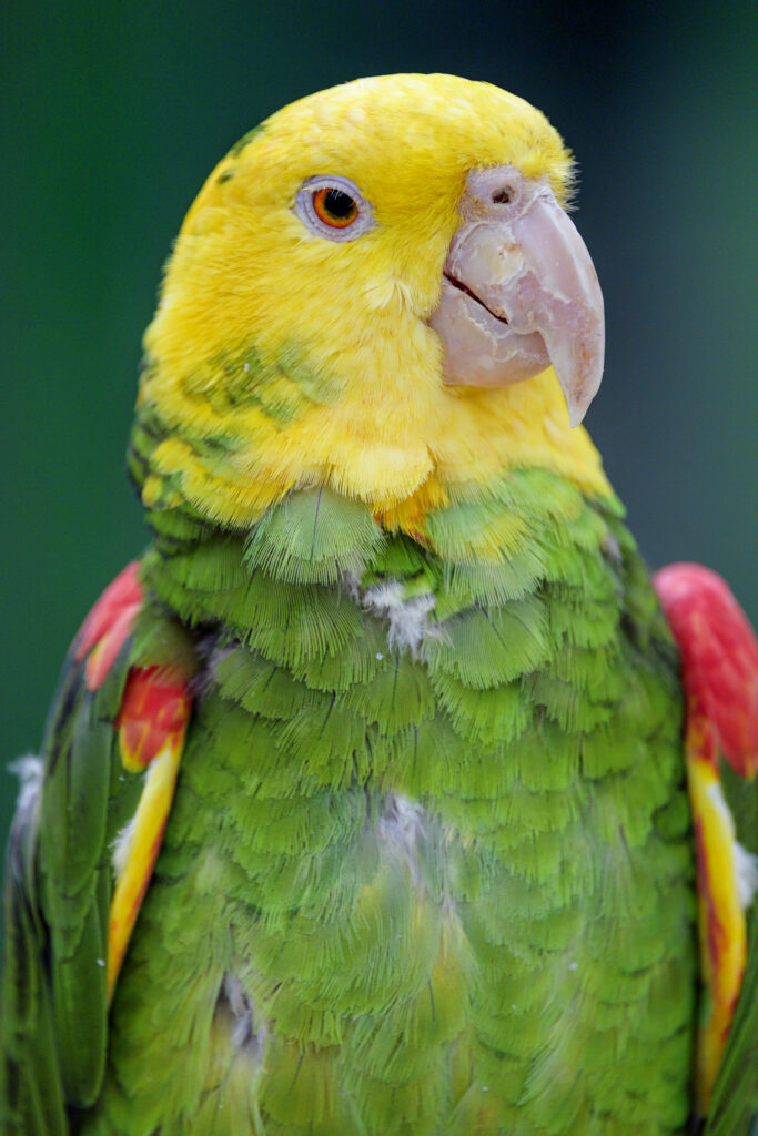Vibrant Yellow-Headed Parrot Wallpaper – Colorful Bird Background