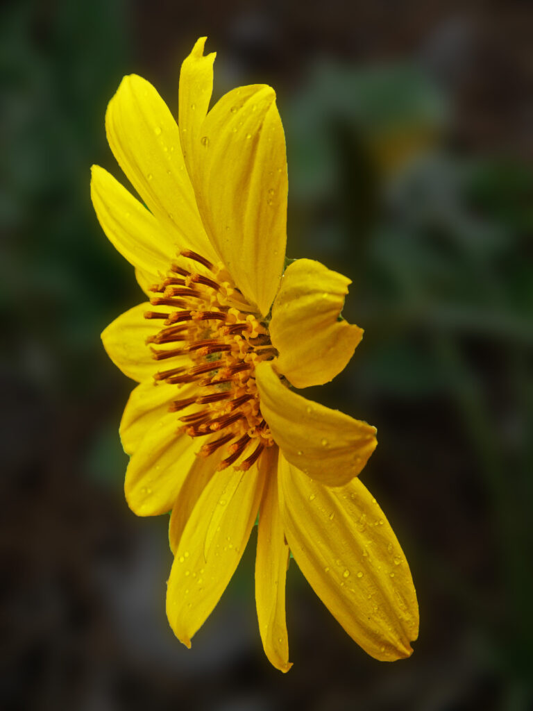 Vibrant Yellow Heliopsis Flower Macro with Water Drops - Wallpaper