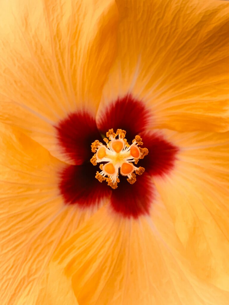 Vibrant Yellow Hibiscus Flower Macro | Stunning Wallpaper Background