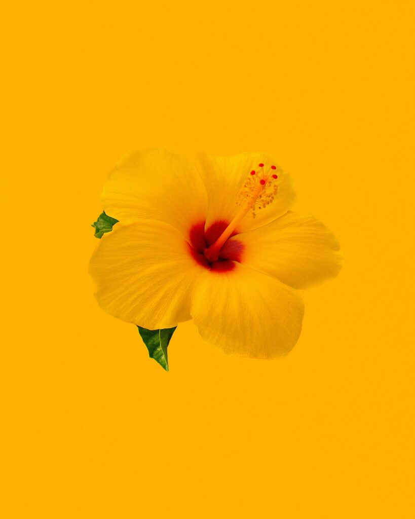 Vibrant Yellow Hibiscus Flower Wallpaper on Minimalist Background