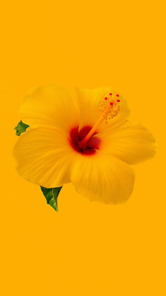 Vibrant Yellow Hibiscus Wallpaper with Striking Red Center