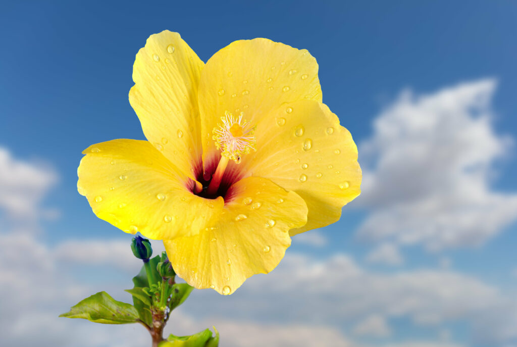 Yellow Hibiscus Close-Up with Water Droplets on Soft Cloudy Background Wallpaper