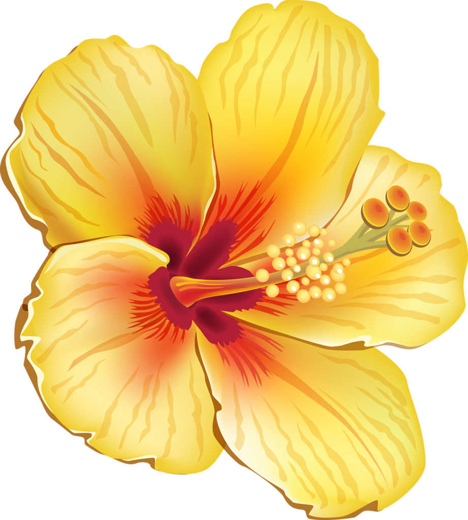 Vibrant Yellow Hibiscus Flower PNG Wallpaper with Red Center